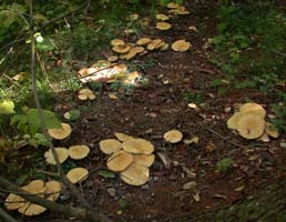 Leucopaxillus albissimus var. lutea.